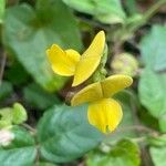 Vigna luteola Агульны выгляд