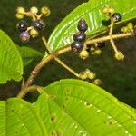 Miconia ibaguensis List