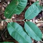 Picralima nitida Hoja