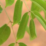 Lannea asymmetrica Leaf