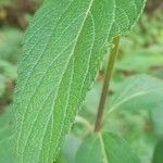 Lantana trifolia Leaf