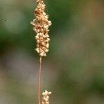 Airopsis tenella Fruit