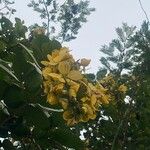 Senna papillosa Flower