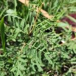 Vachellia drepanolobium Leaf