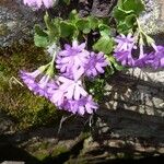 Primula hirsuta Flor