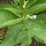 Vicia faba Leaf
