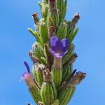 Lavandula latifolia Kwiat