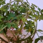 Tropaeolum pentaphyllum Hoja