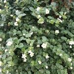 Bacopa repens 花