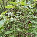 Vaccinium stamineum Fruit