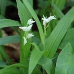 Cephalanthera longibracteata