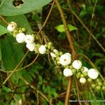 Gonzalagunia ovatifolia
