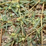 Euphorbia parryi Habit