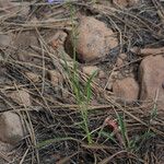 Penstemon speciosus Alkat (teljes növény)