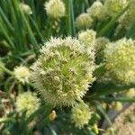 Allium fistulosum Λουλούδι