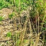 Triticum monococcum عادت داشتن