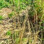 Triticum monococcum Alkat (teljes növény)