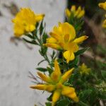 Genista hispanica Blüte