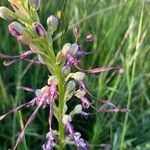 Himantoglossum adriaticum Flower