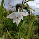 Gladiolus murielae Květ