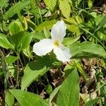 Trillium grandiflorumŽiedas