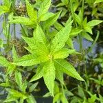 Penthorum sedoides Leaf