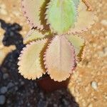 Kalanchoe daigremontiana Foglia