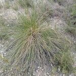 Macrochloa tenacissima Облик