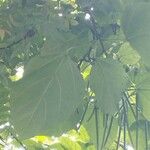 Catalpa ovata Leaf