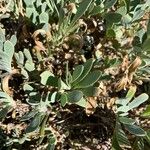 Hertia cheirifolia List