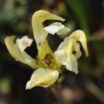 Pedicularis ascendens Other