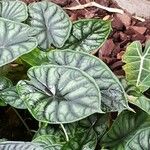 Alocasia baginda Levél