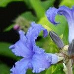 Clematis heracleifolia Flor