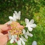 Viburnum plicatumFlor