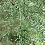 Cupressus goveniana Leaf