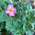 Dahlia tenuicaulis 整株植物