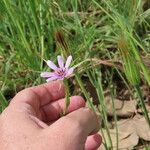 Geropogon hybridus Çiçek