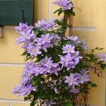 Clematis viticella عادت داشتن