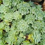 Rhodiola pachyclados Φύλλο