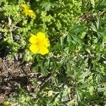 Potentilla argenteaFloro