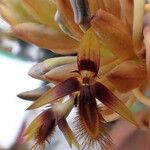 Bulbophyllum schinzianum Flower