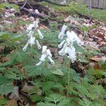 Dicentra canadensis Flower
