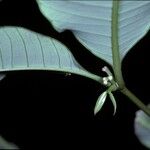 Bonafousia undulata Floare