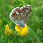 Lotus corniculatus ᱵᱟᱦᱟ