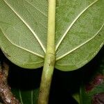 Ficus costaricana ഇല