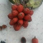 Kibaropsis caledonica Fruto