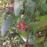 Psychotria nervosa Frucht