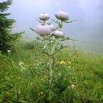Cirsium eriophorum Çiçek