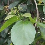 Cordia dichotoma Fuelha