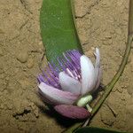 Passiflora gabrielliana Flower